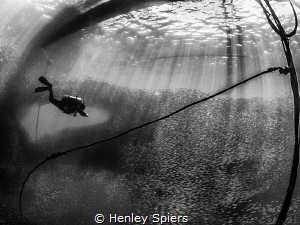 Sardines Swoop as a Diver Descends by Henley Spiers 